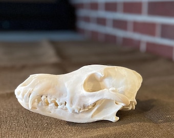 Authentic Coyote Skull