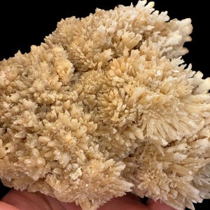 May include: A cluster of light beige crystals with a spiky, textured appearance. The crystals are densely packed, creating a rough, uneven surface. The background is black, highlighting the natural formation.