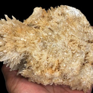 May include: A cluster of light tan crystals with a spiky, textured appearance. The mineral formation has a rough, uneven surface and is held in a hand against a black background. The crystals have a natural, organic shape.