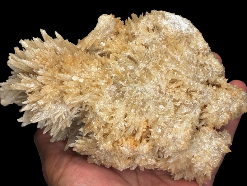May include: A cluster of light tan crystals with a spiky, textured appearance. The mineral formation has a rough, uneven surface and is held in a hand against a black background. The crystals have a natural, organic shape.