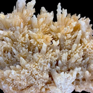May include: Close-up of a cluster of light beige crystals with a spiky, textured appearance. The crystals have a natural, organic form, with varying sizes and shapes. The background is solid black, highlighting the mineral's details.