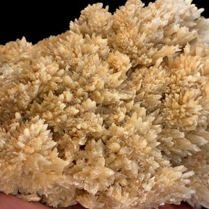 May include: Close-up of a cluster of light tan crystals with a spiky, textured appearance. The crystals are densely packed, creating a rough, uneven surface. The background is black.