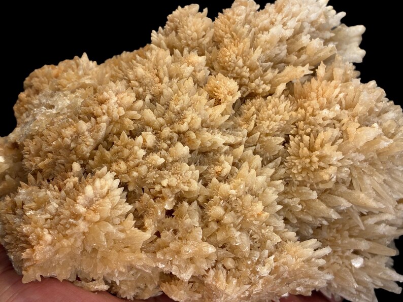 May include: Close-up of a cluster of light tan crystals with a spiky, textured appearance. The crystals are densely packed, creating a rough, uneven surface. The background is black.