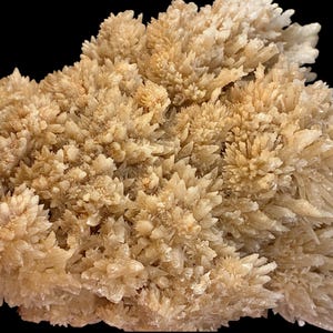 May include: Close-up of a beige mineral formation with a spiky, crystalline structure. The mineral has a rough texture and a natural, earthy appearance, set against a black background.