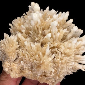 May include: A cluster of light beige crystals with a spiky, textured appearance. The crystals are densely packed, creating a visually striking, natural formation. The background is a solid black, highlighting the mineral's color and form.