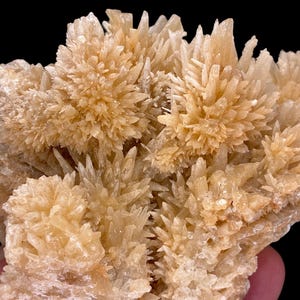 May include: A cluster of light beige crystals with a spiky, textured appearance. The crystals are clustered together, creating a dense, multi-layered structure. The background is black.