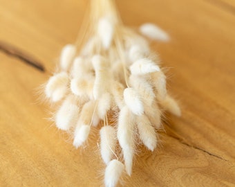 Ivory Dried Bunny Tails: Lagurus Floral Arrangement Filler