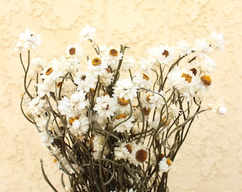 Dried Ammobium Natural / Everlasting Golden blooms known as Daisy flowers