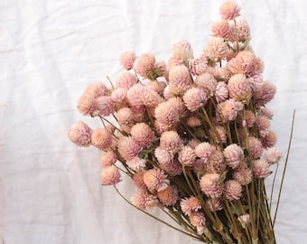 Puede incluir: Un ramo de flores secas de amaranto globoso de color rosa con tallos marrones.
