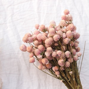 Può includere: Un mazzo di fiori di amaranto globulare secchi di colore rosa con steli marroni.