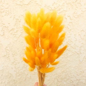 Dried Bunny tails 50 heads / Orangey yellow Vibrant color Dried Lagurus / Perfect filler for Decorations and Floral arrangements