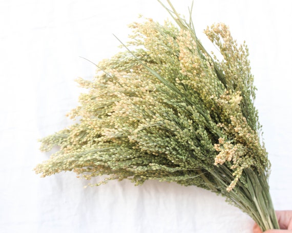 Dried Canary Grass: Natural Greenery for Floral Arrangements