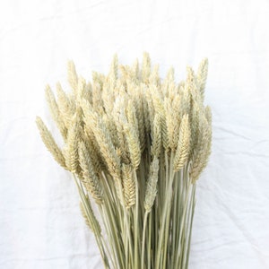 Dried Beardless Wheat / TRITICALE WHEAT green / Dried flowers for wedding / Decoration Floral accents