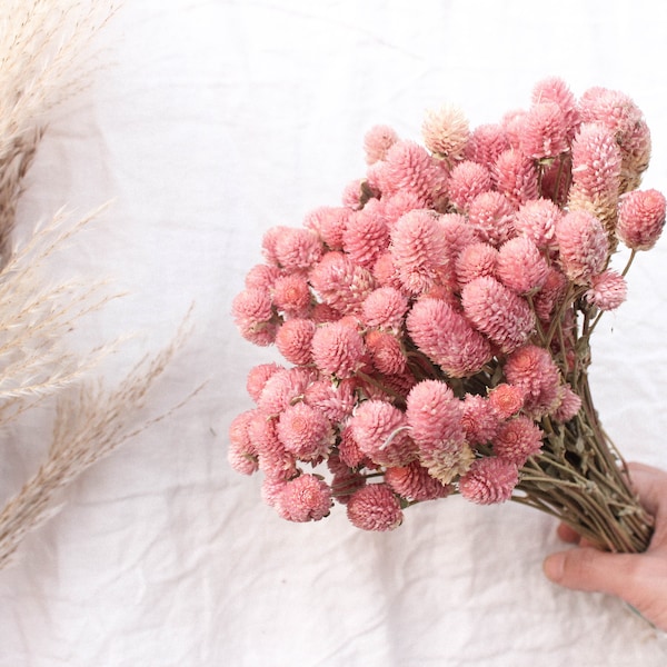 Pink Globe Amaranth / Amaranthus Dried Flowers Gomphrena