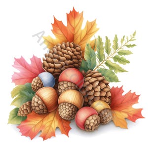 Puede incluir: Ilustración en acuarela de elementos otoñales, que incluyen piñas, bellotas y hojas de otoño coloridas en tonos rojos, naranjas y amarillos. La disposición se establece sobre un fondo blanco, creando un diseño estacional y decorativo.