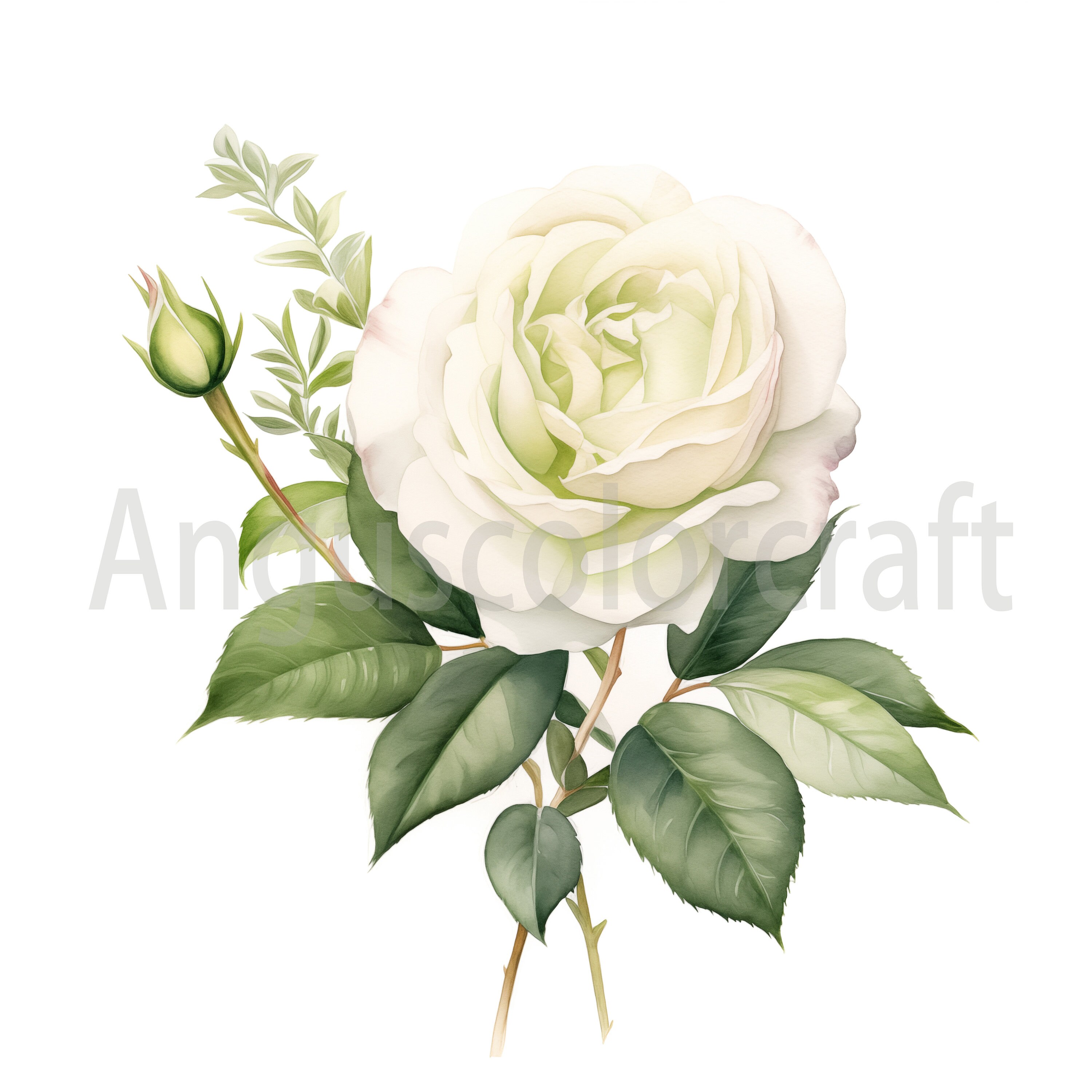 Roséページ 18 Rose JPG, Watercolor Red Pink Rose Clipart Bundle, Rose