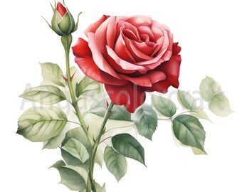 Roséページ il_340x270.5718058902_sqx7.jpg