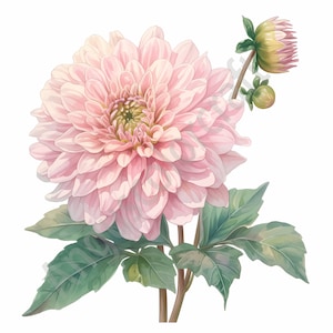 10 Clipart fleurs vintage, lot de Dahlia Clipart Floral antique, kit de créateur d'impression fleur bricolage, graphique fleur, clipart aquarelle botanique