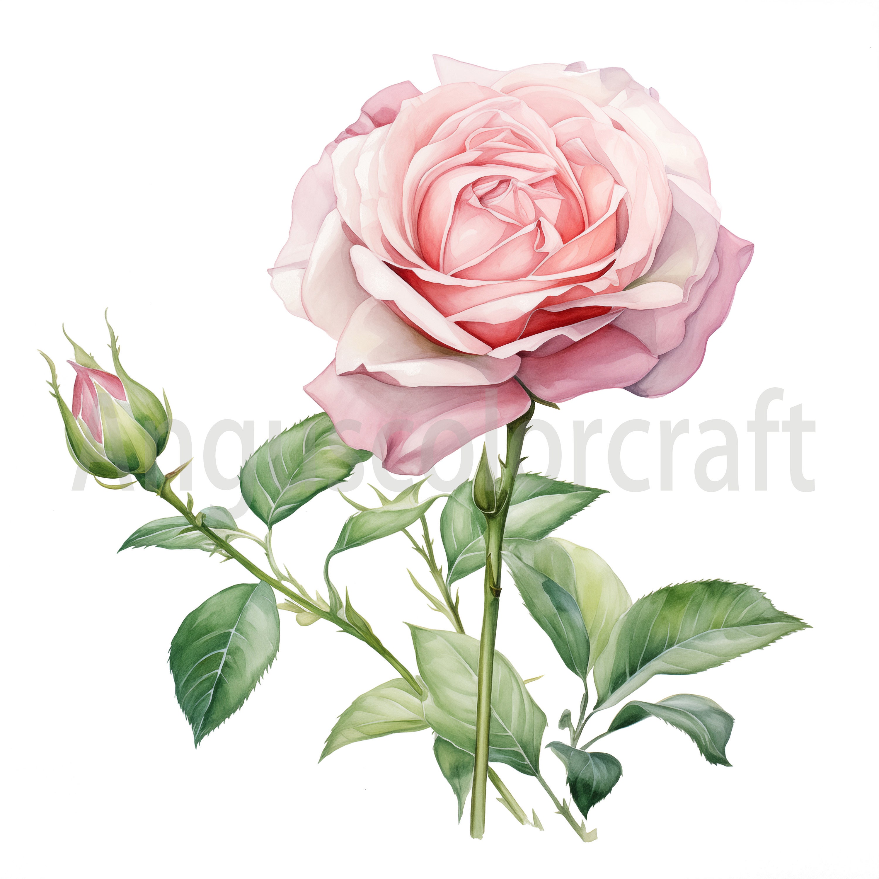 18 Rose JPG, Watercolor Red Pink Rose Clipart Bundle, Rose