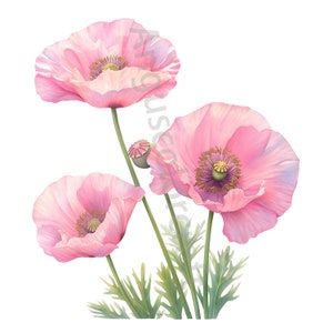 Paquete de imágenes prediseñadas de 12 plantas de amapola, JPG de alta resolución, arte artesanal, fabricación de tarjetas, imágenes prediseñadas de acuarela, artesanía de papel digital, imagen de flor de amapola de álbum de recortes