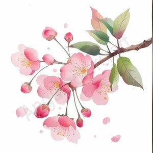 10 cliparts aquarelle fleur de cerisier, fleur de cerisier, Sakura Clipart, clipart floral printanier, branches de fleurs, clipart floral rose aquarelle