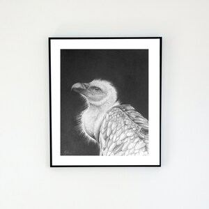 Californian Condor Graphite Art (Black & White Digital Print)
