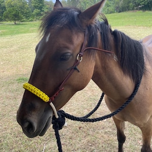 May include: A brown horse wearing a black halter and a yellow braided rope around its head. The horse is standing in a grassy field.