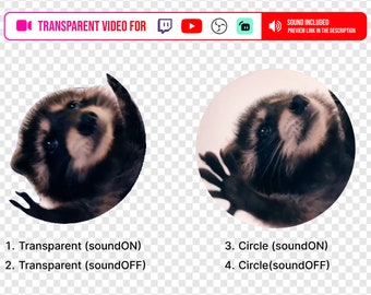 Transparante Stream Alert-video Achtergrond Pedro Raccoon-meme draait Beloningen voor makers van inhoud die YouTube OBS Twitch gebruiken