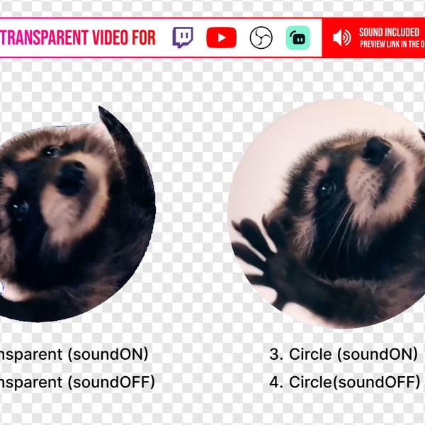 Transparent Stream Alert video Background Pedro Raccoon meme spinning Rewards for Content Creators using Youtube OBS Twitch