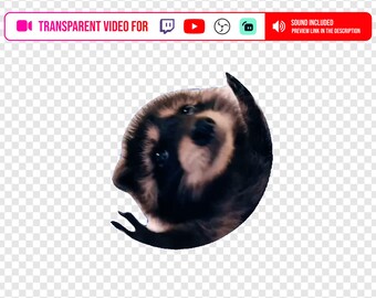 Transparent Stream Alert video Background Pedro Raccoon meme spinning Rewards for Content Creators using Youtube OBS Twitch