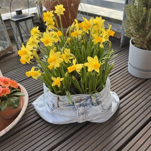 Puede incluir: Una maceta única hecha de vaqueros de mezclilla reciclados, llena de vibrantes narcisos amarillos. La maceta de mezclilla se encuentra en una terraza de madera, mostrando las flores brillantes y el reciclaje creativo. Los narcisos tienen tallos verdes y pétalos amarillos.