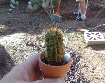 3 Inch Potted Torch Cactus Free Shipping