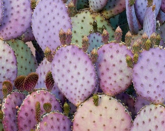 Eight Purple Prickly Pear Pads