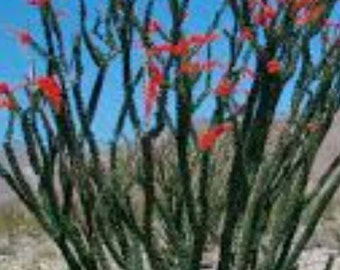 Six 15 Inch Ocotillo  Cuttings !! Unique Desert Beauty for Your Garden!!