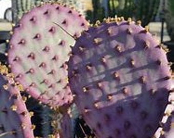 Three Purple Prickly Pear Pads