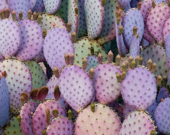 Five Purple Prickly Pear Pads