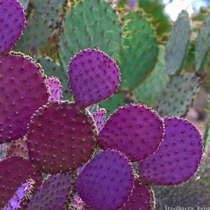 Two  Purple Prickly Pear Pads