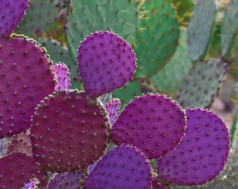 Two  Purple Prickly Pear Pads