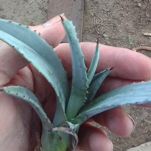3 Agave Americana Pups Century Plants Free Shipping - Etsy