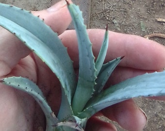 3 Agave Americana Pups Century Plants Free Shipping!