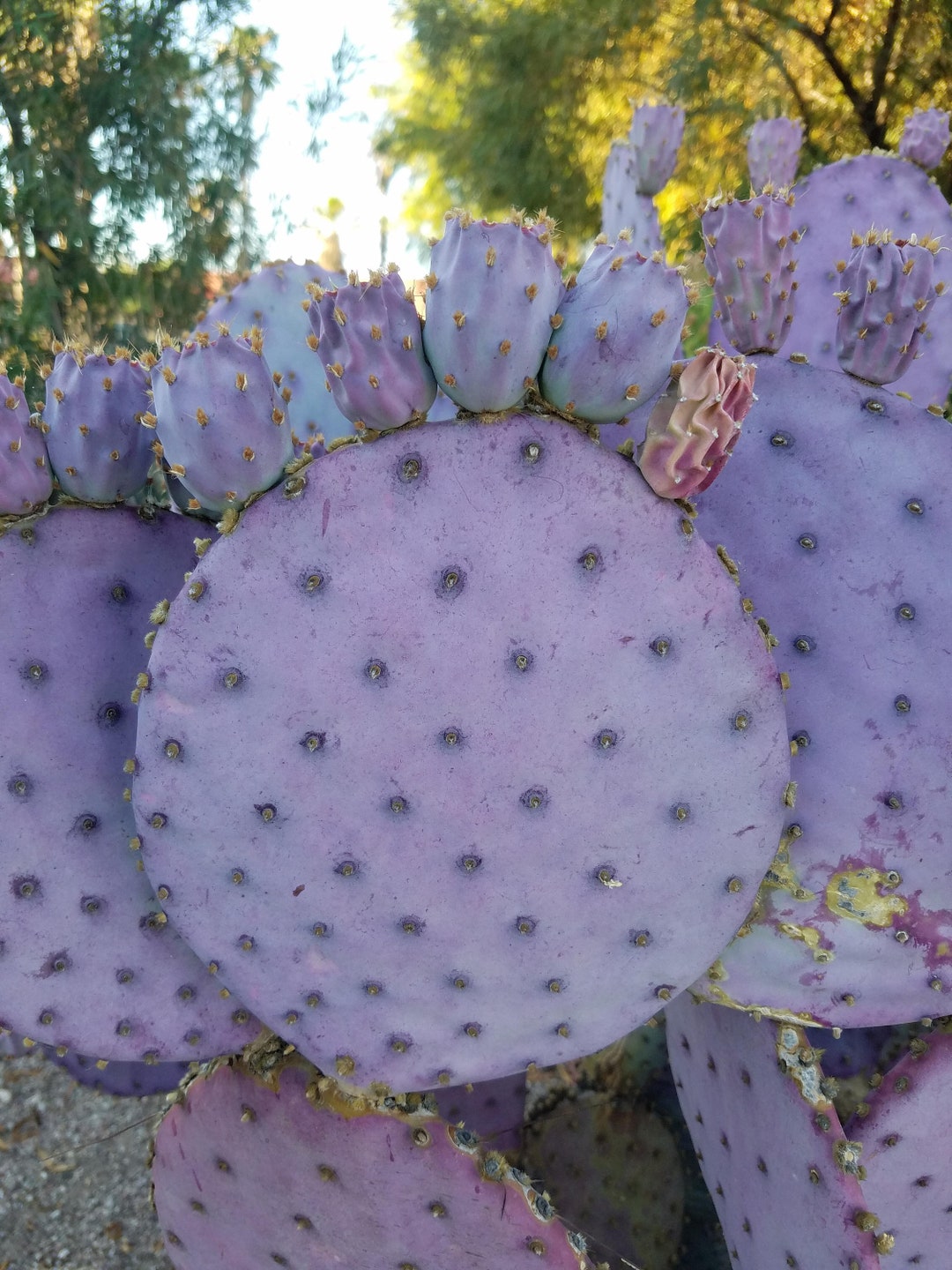 One Purple Prickly Pear Pad - Etsy