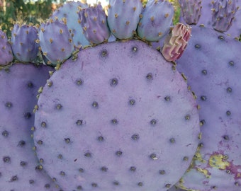 One Purple Prickly Pear Pad