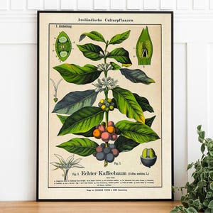 Coffee plant poster - Etsy.de