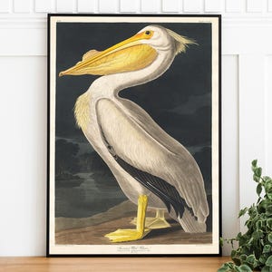 Audubon Pelican Art Print: Vintage Bird Illustration (Digital Download)