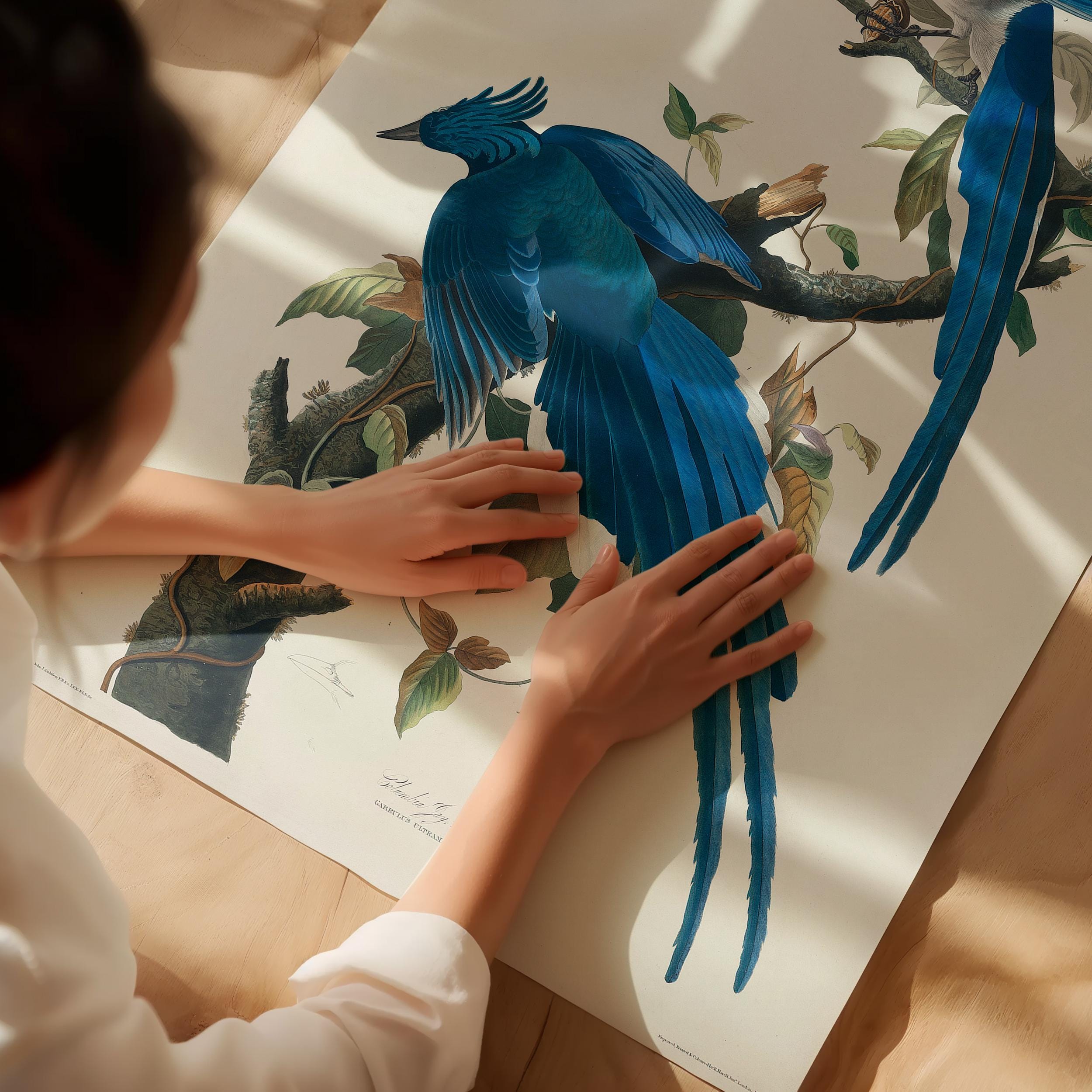 オーデュボン・コロンビア・ジェイ・アートプリント：ヴィンテージ鳥