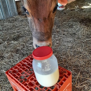 Raw Milk Kefir Grains