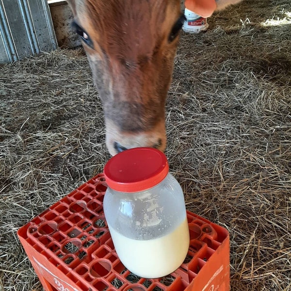 Raw Milk Kefir Grains