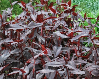 Persicaria 'Red Dragon' Jumbo Plug Plants