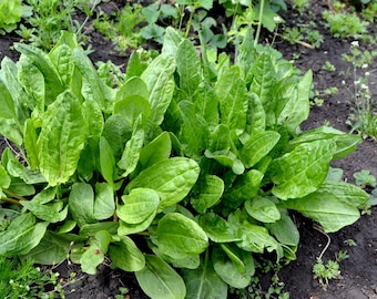 6x Common Sorrel Plug Plants