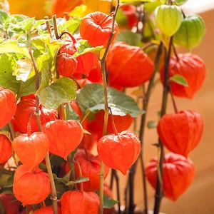 May include: A potted plant with bright orange papery fruit, also known as Chinese lanterns, growing on thin stems. The plant is in a brown terracotta pot.